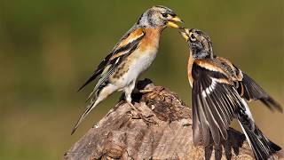 Голоса птиц Как поёт Вьюрок Fringilla montifringilla