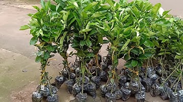 Cây giống Bưởi Ruby Thái Lan. ĐT.0976221599.cơ sở bán cây giống uy tín nhất miền Bắc.