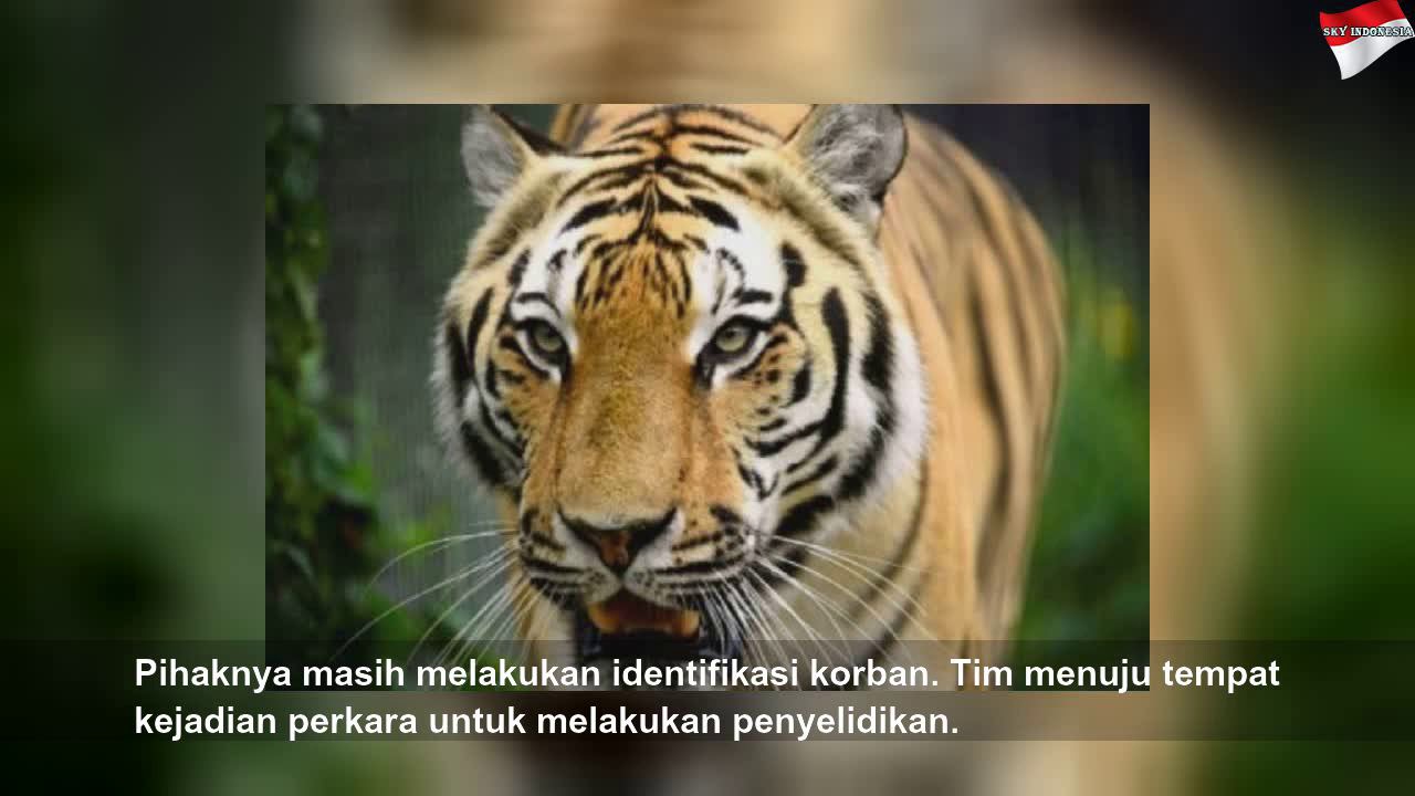 harimau kembali tewaskan warga di  muara  enim  5e073c08a4ca2 