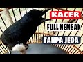 Pancingan Kacer Gacor Full Isian Bikin Burung Bisu Jadi On Mp3 - Mp4 Download