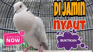 Burung Puter Mana Yang Ga ikut Nyaut Bila Dengar Gacoran Puter Pelung Ini #buktikansendiri