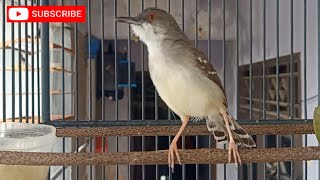 ciblek semi gacor, ciblek PAUD jadi cepat bunyi di pancing suara ini