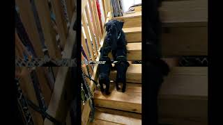 MMSS DWM litter week 6, video 5