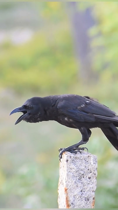 crow crying for water #pakistani #creativebird sounds
