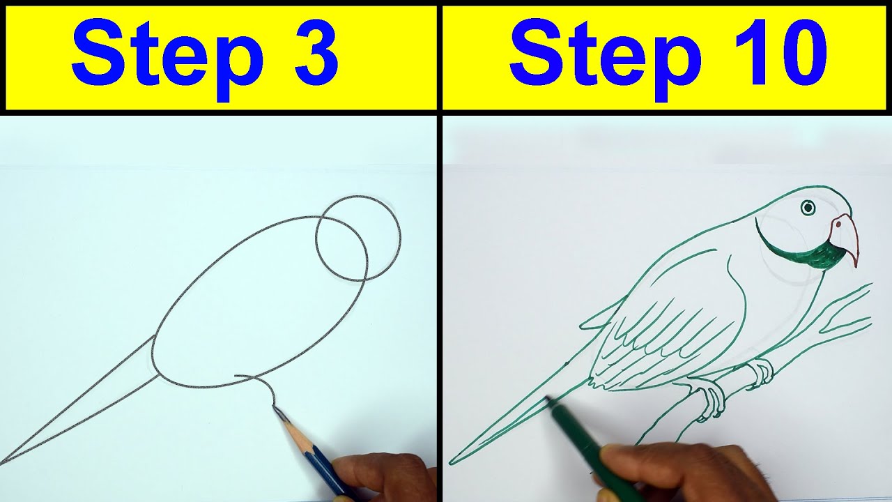 Easy Parrot Drawing Tutorial: From Pencil Sketch to Sketch Pen Outline! - YouTube