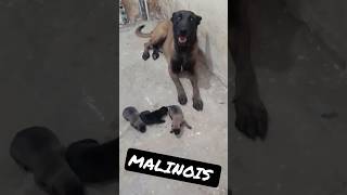 Malinois#charbon #dog #chiots#جراء#مالينوا
