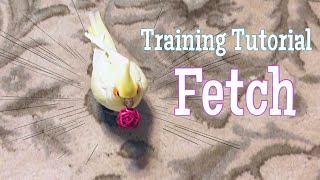 How to Teach a BIRD to FETCH!