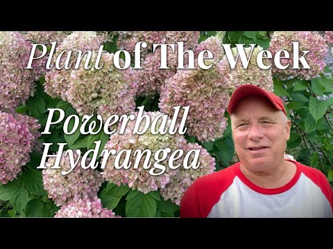 Proven Winners Power Ball™ Hydrangea – Garden Jackpot! 🎯 | Plant