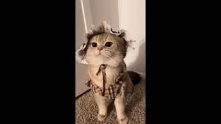 Comic Cat Videos Miyavvvv