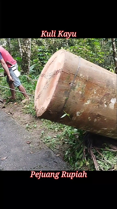 kayu besar tetap mampu di tarik