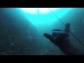 Spearfishing Gold Coast