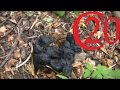 How to ID Black Bear Scat