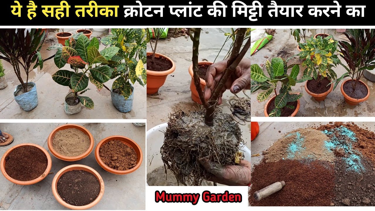 How to prepare soil mix for crotons क्रोटन की मिटटी कैसे तैयार करे
