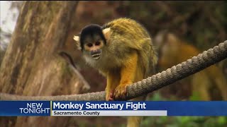 Squirrel Monkey Sanctuary Fight Draws Blowback From Neighbors