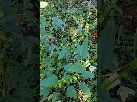 Video: Sorrel: growing in a summer cottage