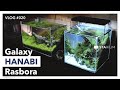 【アクアリウム】ラスボラ・ハナビが可愛すぎる!小型美魚の世界/ADA 30cm水槽 生体導入編 Part4 /vlog #020