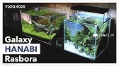 Ada View 6 Naギャラリー水槽の経時変化とパレングラスシリーズ Youtube