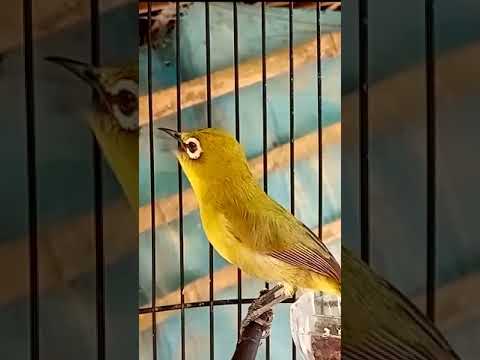 Pleci Dakun Bali#Shorts
