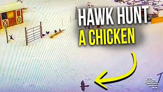 Hawk Attempted to Catch Chicken but Smacked Against Stall Door and Spooked the Horses