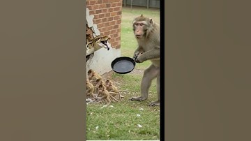 MOM MONKEY vs. GIANT PYTHON! 🤯 Used a FRYING PAN to SAVE her Babies (EPIC Ending!) #animals #snake