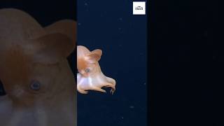 The cutest octopus ever exist 🤩🐙 #cuteanimals #octopus #wildlife