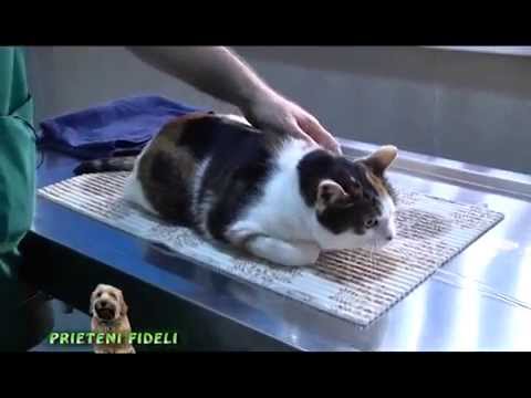 Video: Tratamentul Rabiei La Pisici