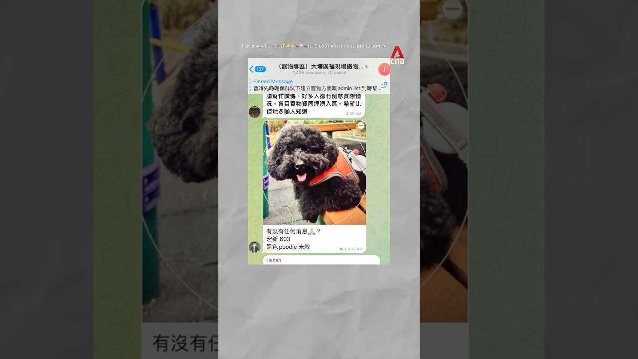 Volunteers rescue cats, dogs from the scene of the Wong Fuk Court fire in Hong Kong