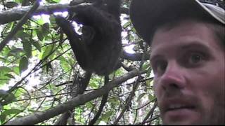Close Encounter with a Three- toed Sloth;  Cahuita, Costa Rica