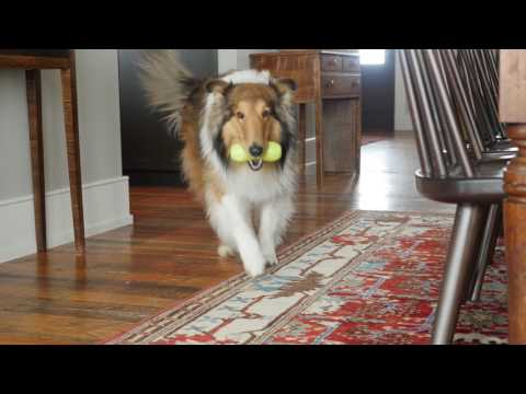 Іграшка для собак West Paw Zogoflex Qwizl Treat для ласощів 17 см Помаранчевий (ZG091TNG), відео 1