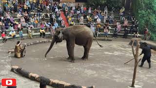 Taman safari II Prigen Pasuruan/Pertunjukan gajah yang keren!!!