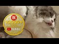 Gz☆10,000views|キャットタワーから猫が居なくなったら即終了! #猫ヌコ #cat #live