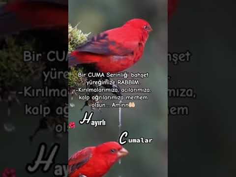 Hayırlı Cumalar Cumamız mübarek olsun mesajı WhatsApp durum videosu...