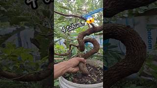 🔴 DARI BIJI 😱 bahan bonsai asam jawa dari semai biji #asamjawa #bonsaiasamjawa #bonsai #bonsaiasam