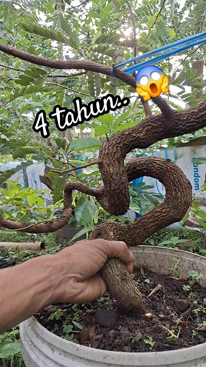 🔴 DARI BIJI 😱 bahan bonsai asam jawa dari semai biji #asamjawa #bonsaiasamjawa #bonsai #bonsaiasam