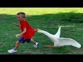 Funny Goose Chasing Kids Compilation|| Funny Babies and Pets