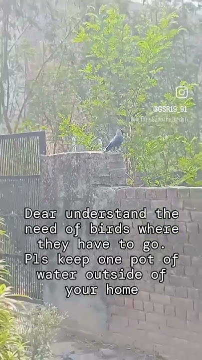 Please Do The Needful And Save Birds Life YouTube please-do-the-needful-and-save-birds-life-youtube