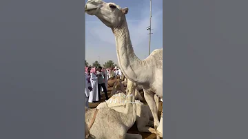 لقحه وضحا بحراج الكريديس وصل سومها 