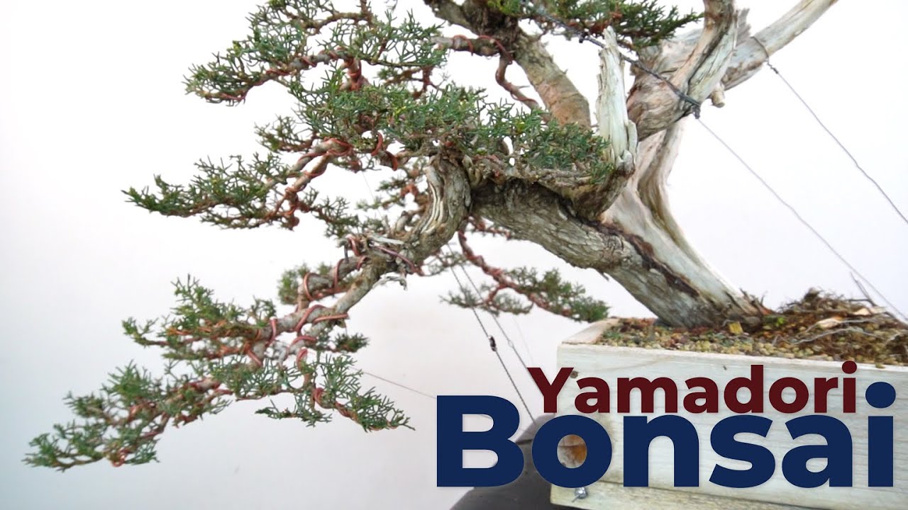 Da albero a bonsai