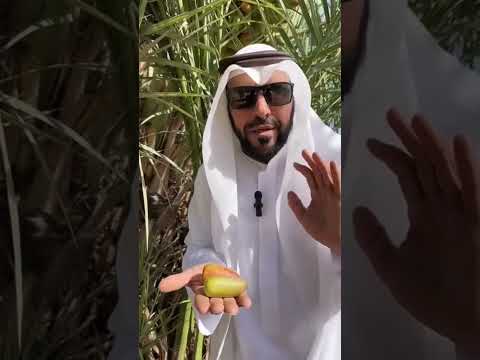عنبر المدينه