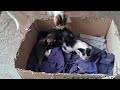 可愛いすぎる子猫 Part 6 || 芸能界ニュース