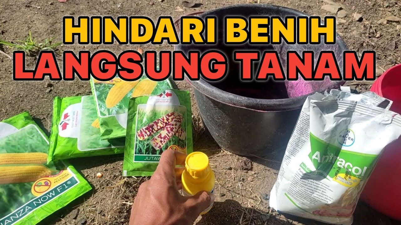 PENTING!! CARA PERLAKUAN BENIH JAGUNG SEBELUM DI TANAM
