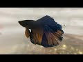 Рыба боксер петушок #fishing #new #reels #fantasy #byutify 