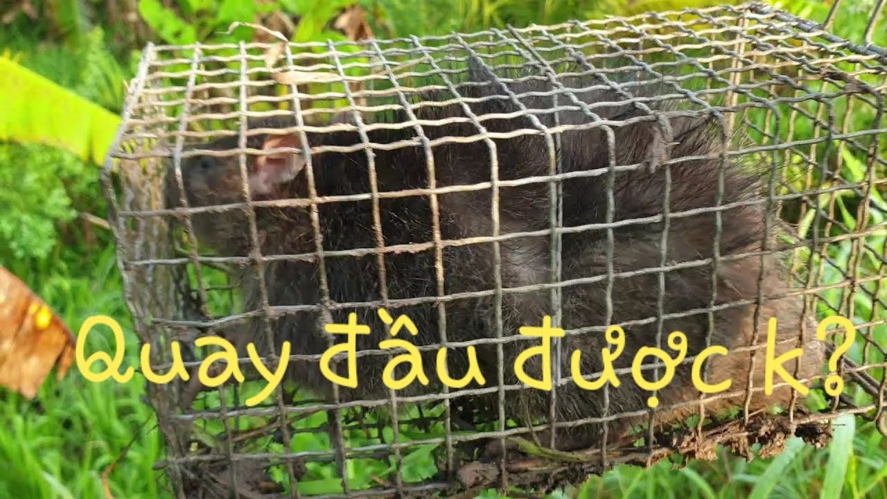 Chiến thuật săn cống nhum P1: Ngày đầu trúng mánh, có luôn hàng khủng ...