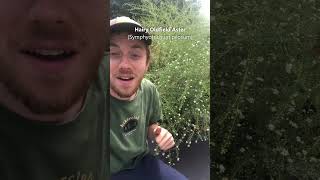 Buying mums this fall? Consider native Asters instead! Net Worth