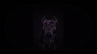 Ldog Dies Das 2018 Beat By Doktor Cross
