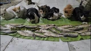 PENCERAHAN BAGI KUCING LOKAL