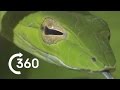 Costa Rican Jungle 360° | Planet Earth II | Behind The Scenes