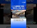 きょう8月10日は「鳩の日」　東北新幹線の車内にハトが迷い込む　ハトも帰省？｜TBS NEWS DIG #shorts
