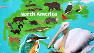 Learn Animal names  Scratch off Animals of North America and guess the animal name@BlackWhalesFun