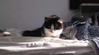 Arya, Le Cat. After Hours - The Velvet Underground